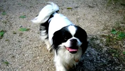 spanielul
