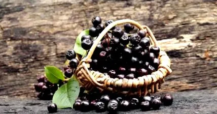ilyen aronia