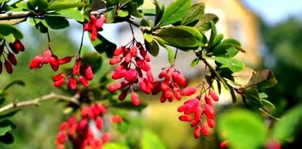 berberine