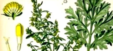 absinthe