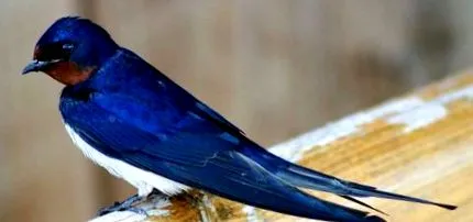 hirundo
