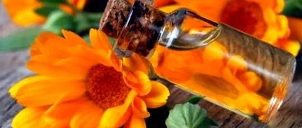 calendula