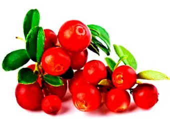 vaccinum
