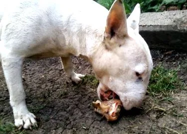 diet