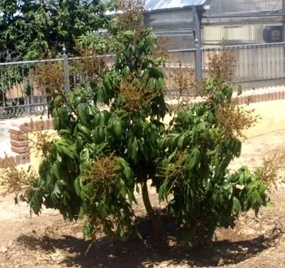 dimocarpus