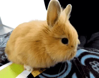 törpe
