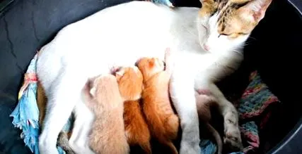котки