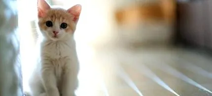 хранене