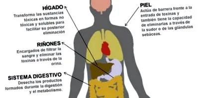 detoxifierea care sporesc