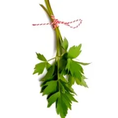 digestivă plantă