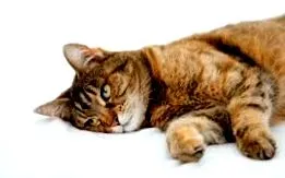 gastroenteritis gastroenteritis