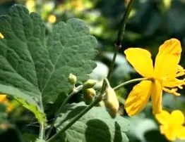 celandine majus