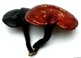 szív tüdő