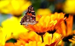 calendula