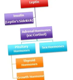 ismeretlen leptin