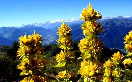 lutea lutea