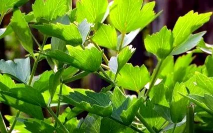 lovage