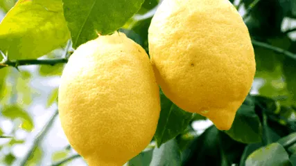 adevărat