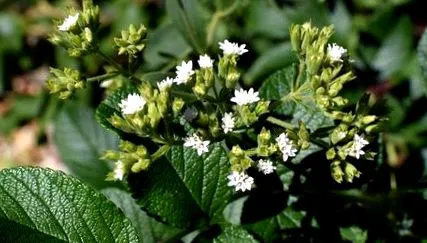 stevia