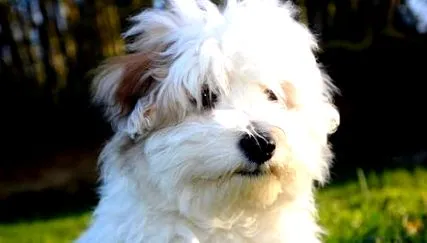 tulear