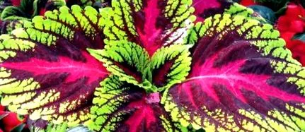 coleus