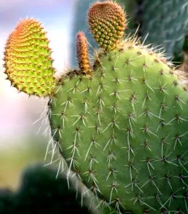 prickly