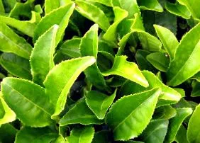 ceai verde