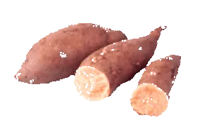 yacon