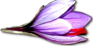 Crocus sativus