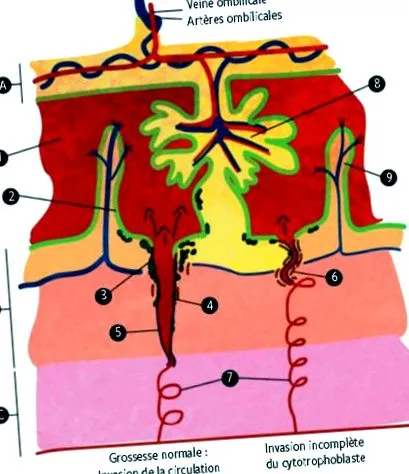 placenta