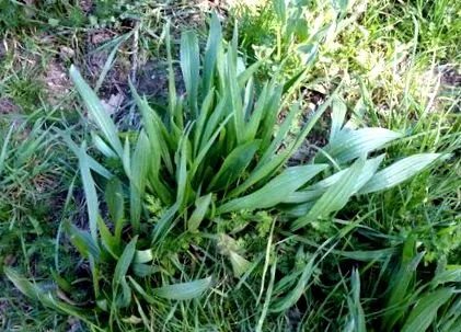 plant