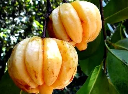 cambogia