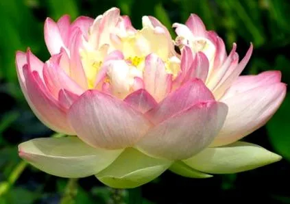 lotusul
