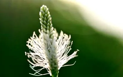 plantă