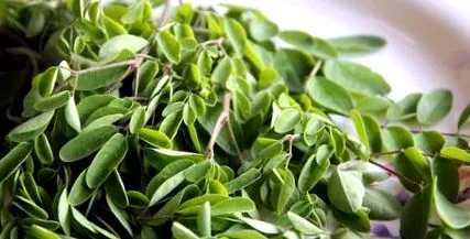 moringa