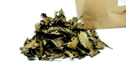 nyugat-afrikai nyugat-afrikai