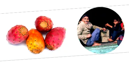 nopal
