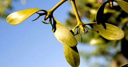 hipertensiunii