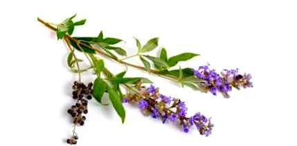 chasteberry