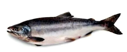 dintre