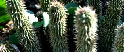 hoodia
