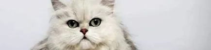 котів