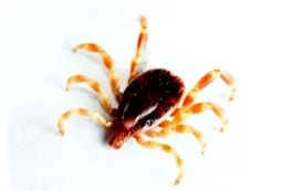 bolilor