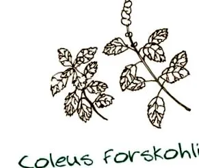 coleus