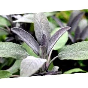 sage