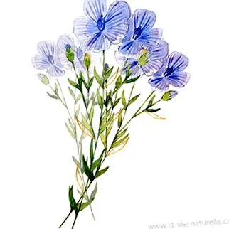 naturelle Linum usitatissimumban