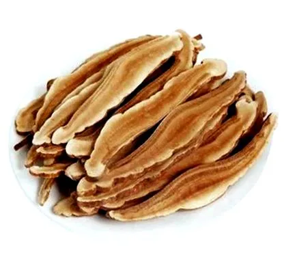 ganoderma
