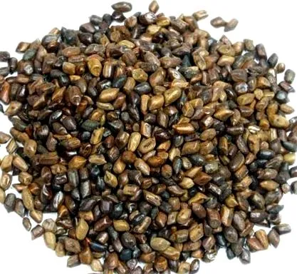 cassia