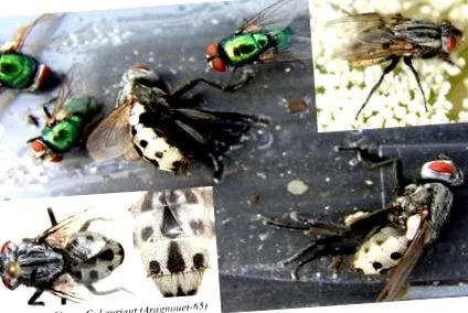 myiasis