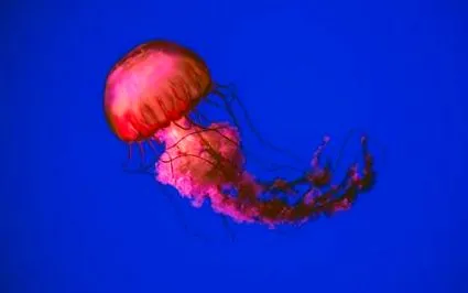 oceanográfiai